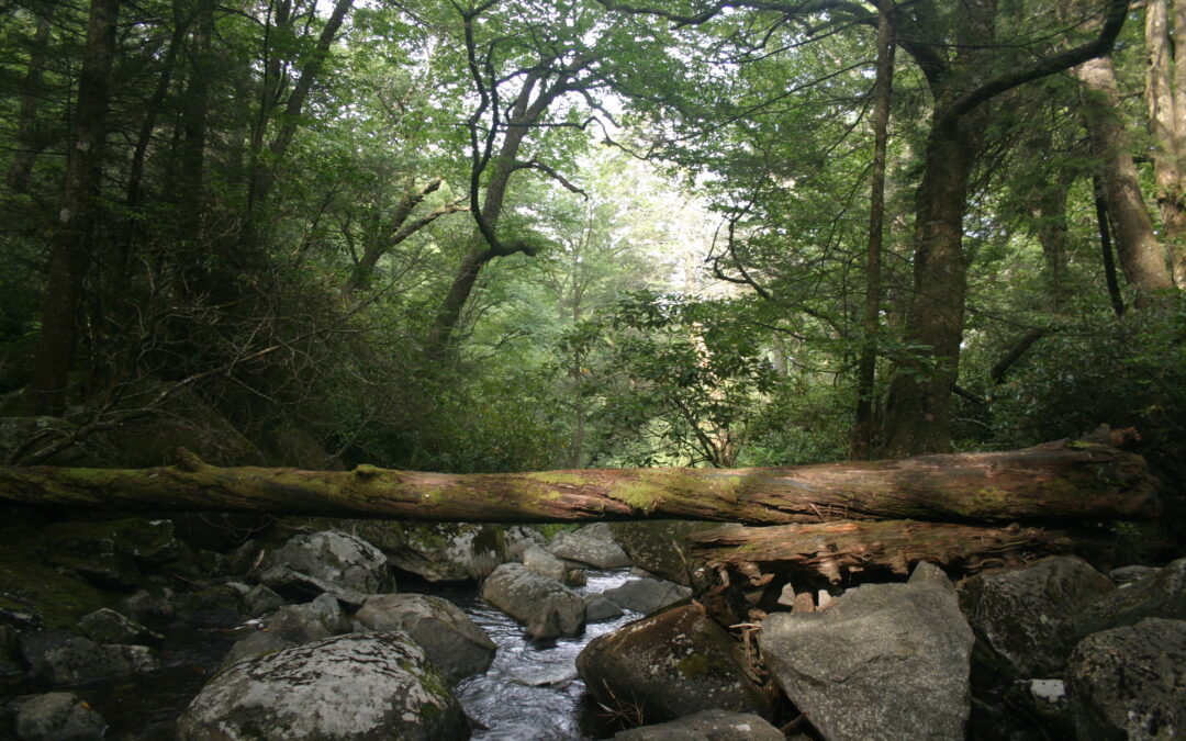 Surprising a Black Bear on the Ramsey Cascades Trail